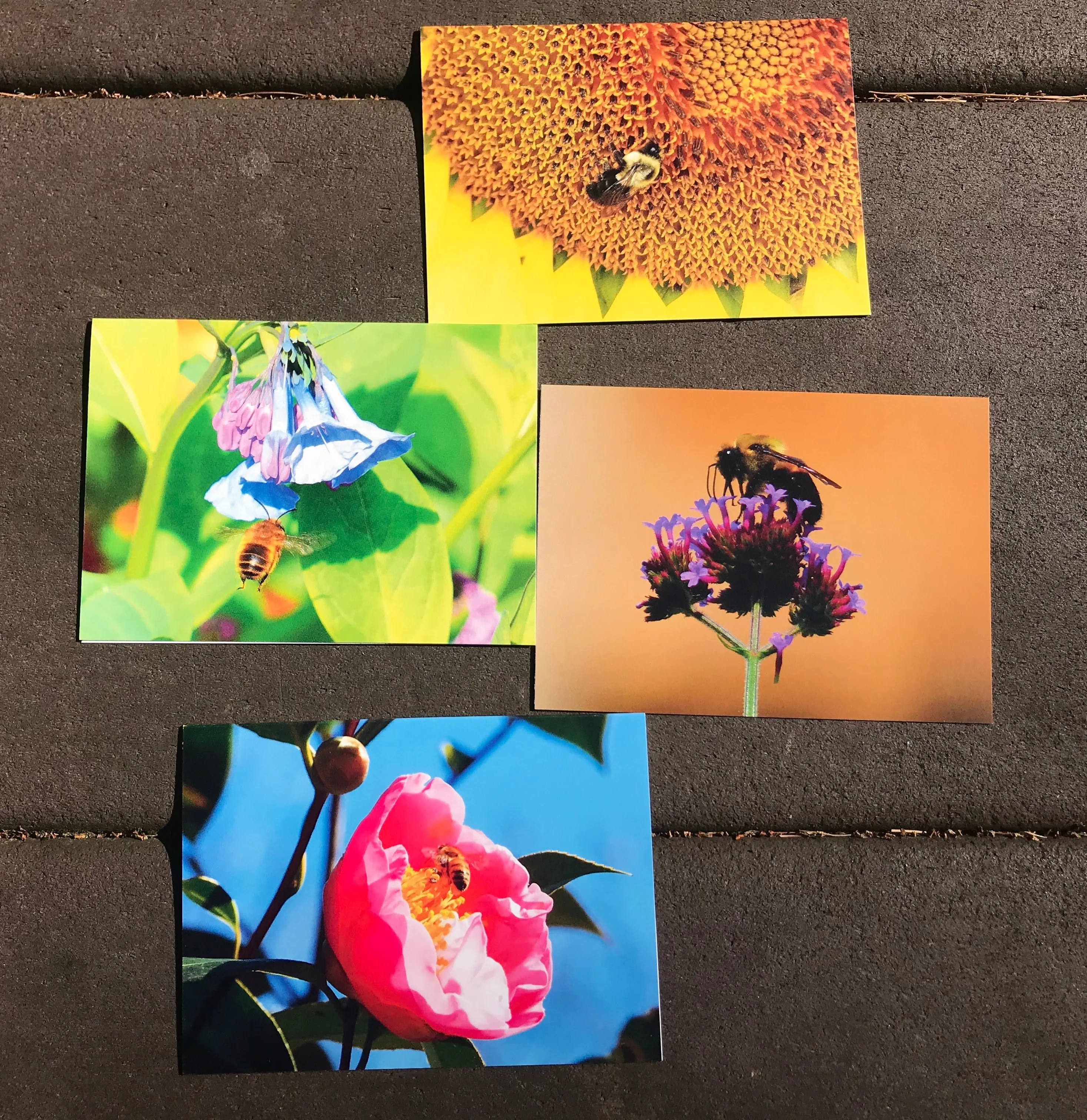 Bee Photography Art Blank Note Cards With Envelopes, Any Occassion Greeting Cards