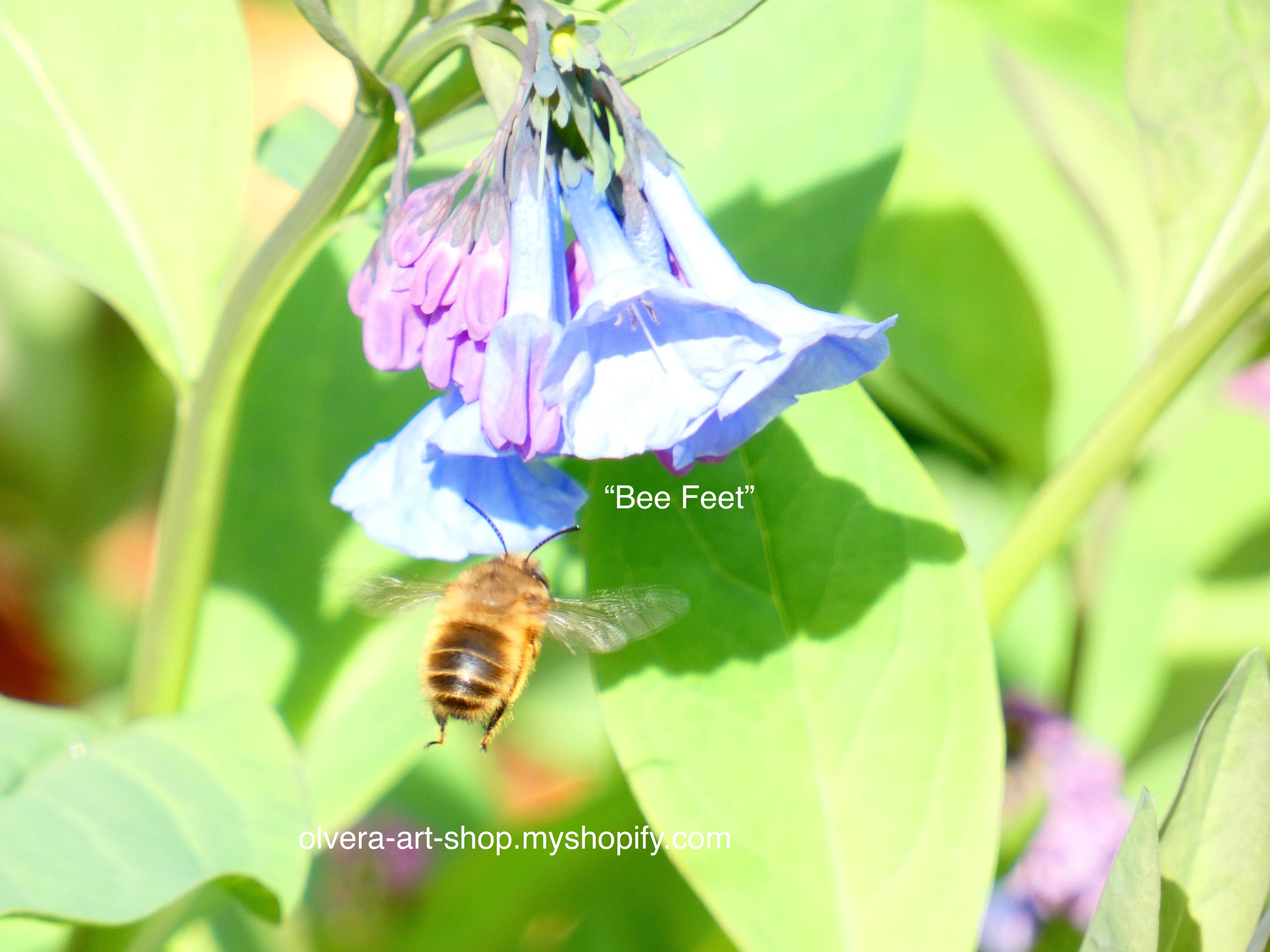 Bee Photography Art Blank Note Cards With Envelopes, Any Occassion Greeting Cards