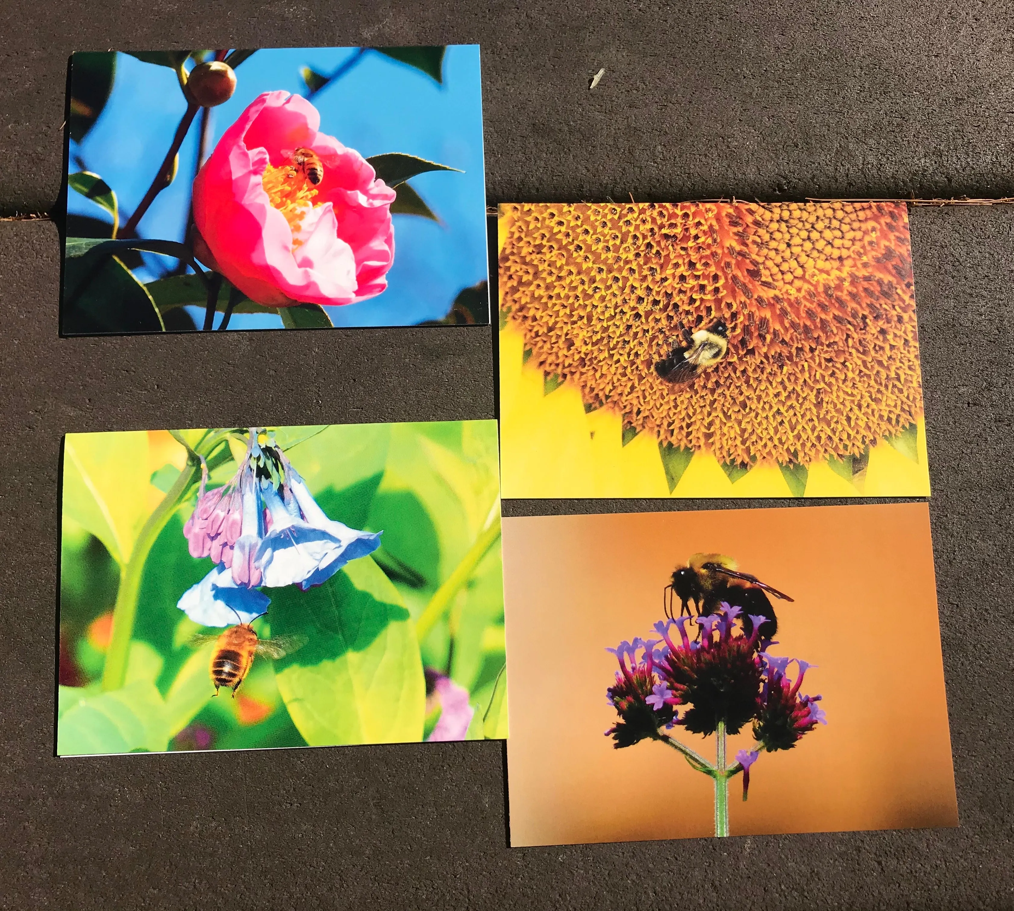 Bee Photography Art Blank Note Cards With Envelopes, Any Occassion Greeting Cards