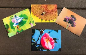 Bee Photography Art Blank Note Cards With Envelopes, Any Occassion Greeting Cards
