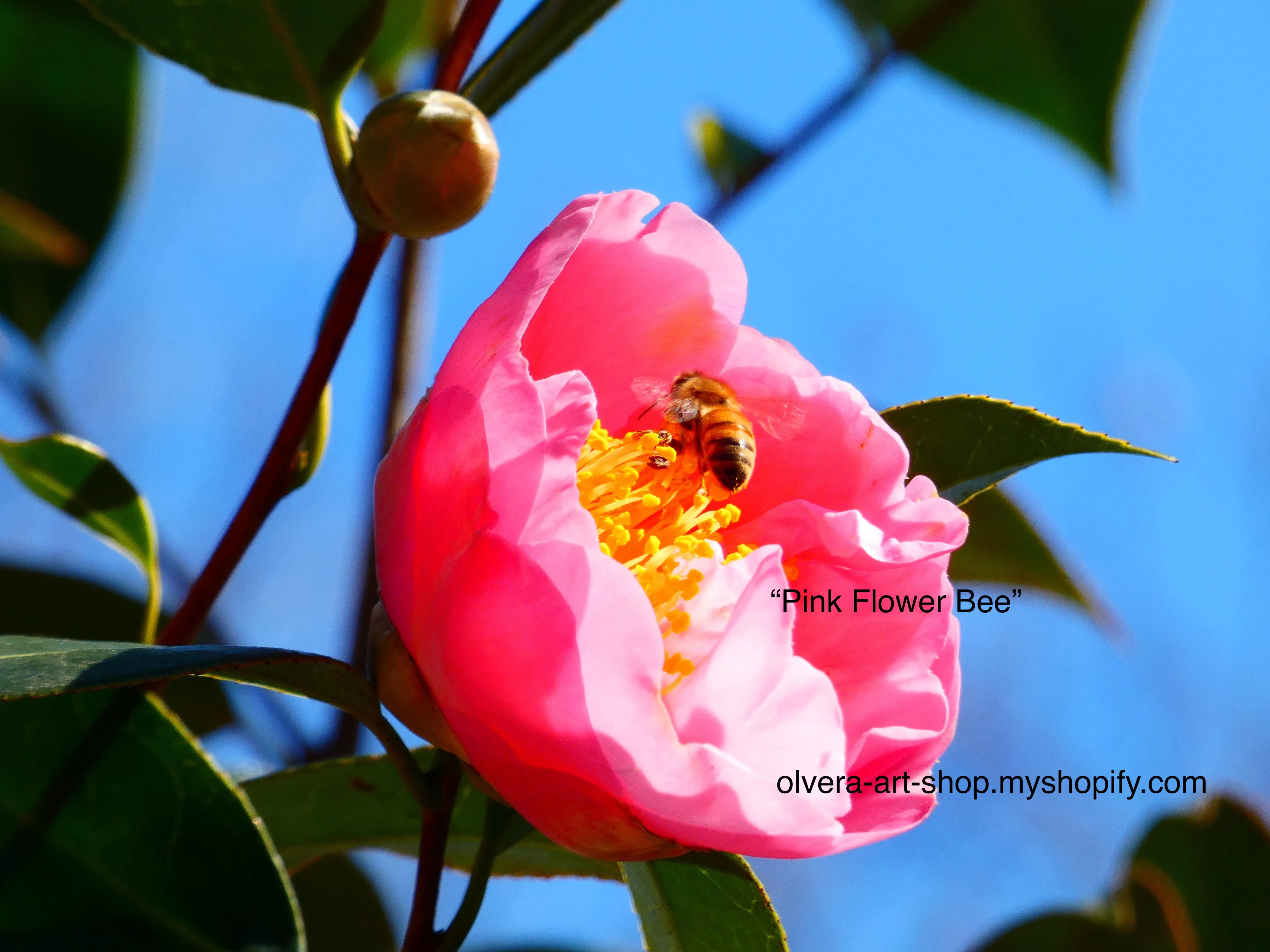 Bee Photography Art Blank Note Cards With Envelopes, Any Occassion Greeting Cards