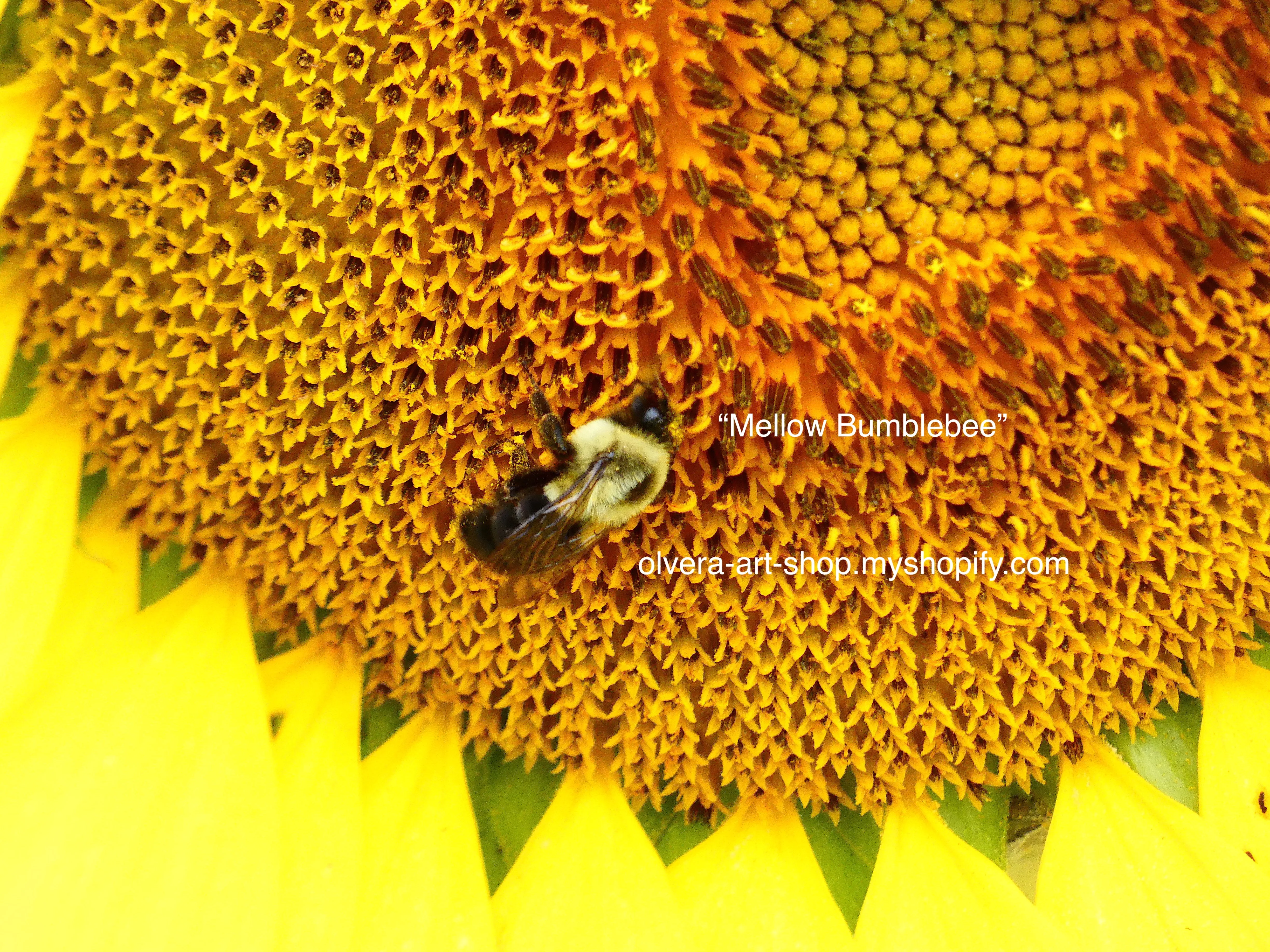 Bee Photography Art Blank Note Cards With Envelopes, Any Occassion Greeting Cards