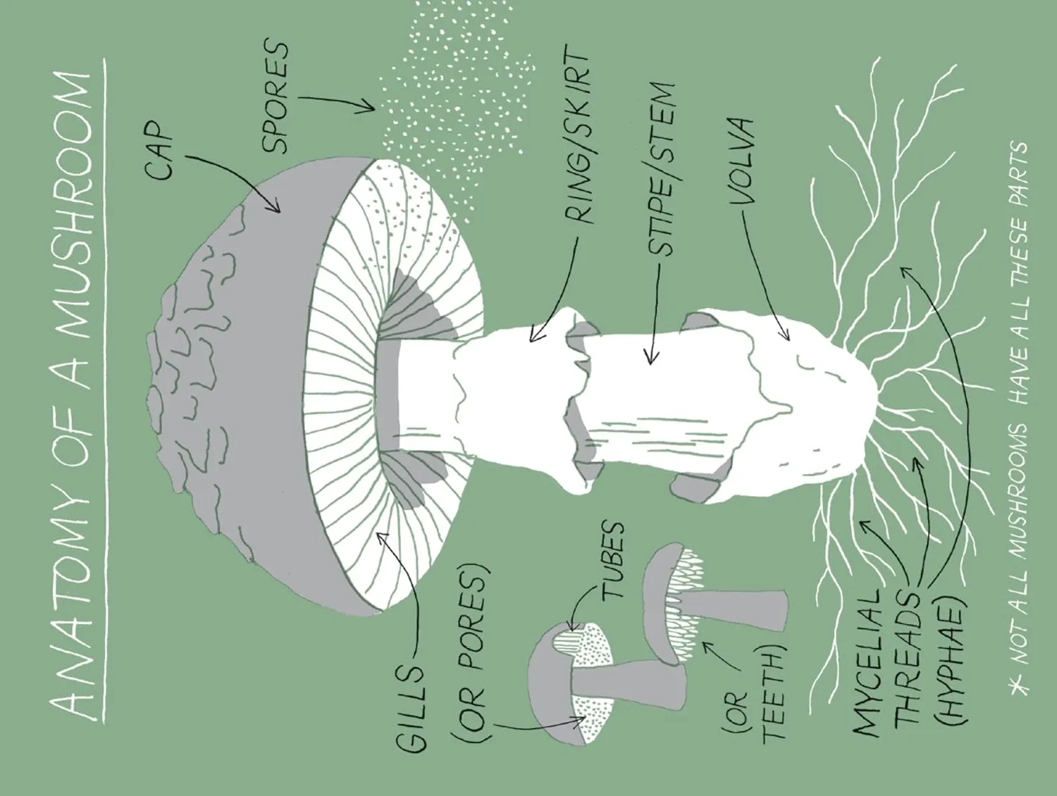 Pocket Nature: Mushroom Hunting